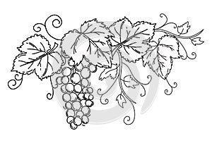 Bunch of grapes with leaves. Black outline on an isolated white background. Vine.