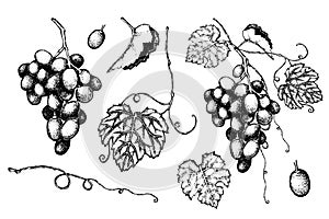 A bunch of grapes with leaves. Hand-drawn graphic vector black and white illustration. Sketch. Design background, banner