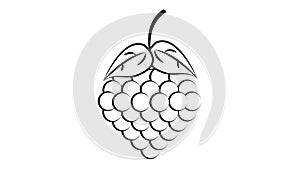 Bunch of grapes with leaves sketch engraving vector illustration. Scratch board style imitation. Hand drawn image