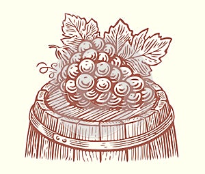 Bunch of grapes with leaves on wooden barrel. Wine, winery sketch vintage vector illustration