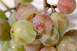 Bunch of grapes of the Lydia variety closeup