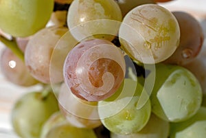 Bunch of grapes of the Lydia variety closeup