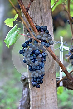 Bunch of grapes maturing