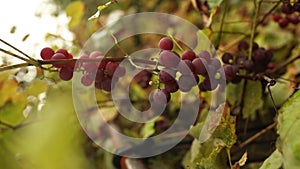 Bunch of grapes with pink and green berries hanging on grapes bush in a vineyard. Close up view of bunch grapes hanging