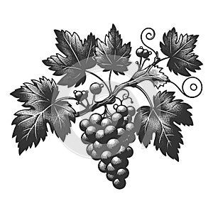 Bunch of grapes plant sketch vector