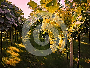 Bunch of grapes ready to be harvested