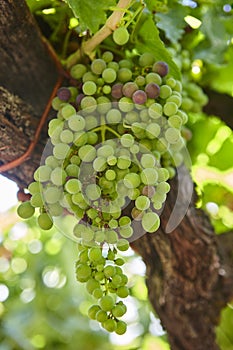 Bunch of grapes in Ribeira Sacra. Galicia, Spain