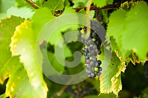 Bunch of grapes. Shrub of grapes. Vitis vinifera in the garden. Close-up of Bunch of grapes.