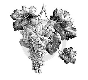 Bunch of grapes sketch hand drawn engraved style