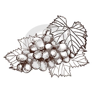 Bunch of grapes sketch style vector illustration. Old engraving imitation. Hand drawn