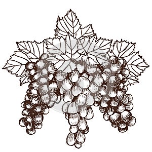 Bunch of grapes sketch style vector illustration. Old engraving imitation. Hand drawn