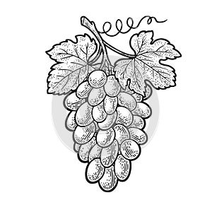 bunch of grapes sketch vector illustration