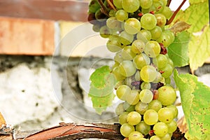 Bunch of grapes in Slovak valley Tokaj.