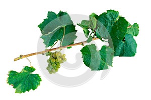 bunch of grapes on transparent background