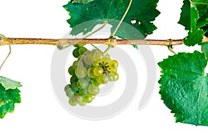 bunch of grapes on transparent background