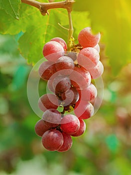 Bunch of grapes on tree