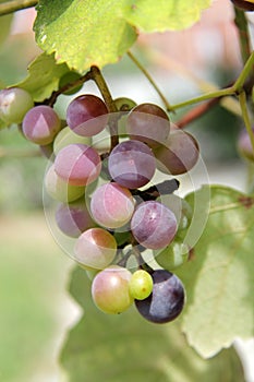 A bunch of grapes on the tree in Gelendzhik