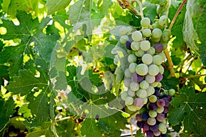 Bunch of grapes in veraison hanging on the branch of a vine