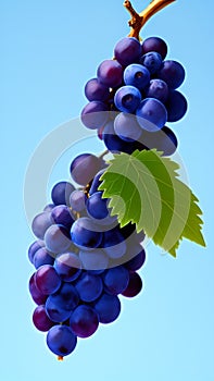 bunch of grapes on the vine glass of wine on the table AI Generated