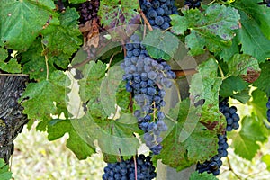 Bunch of grapes on the vine before the harvest, Baranja, Croatia