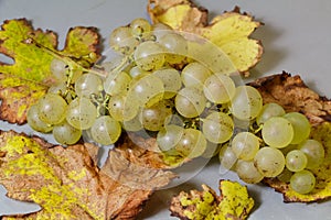Bunch of grapes on vine leaves