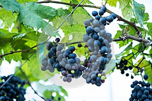 Bunch of grapes in vineyard.