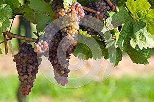 A bunch of grapes - vineyard