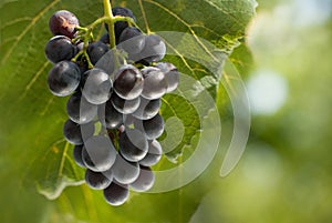 Bunch of grapes in vineyard