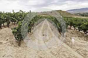 Bunch of grapes in a vineyard