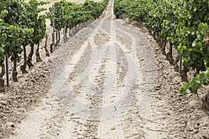 Bunch of grapes in a vineyard