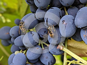 Grapes vineyard church photo