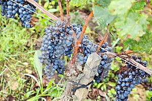 Bunch of grapes vineyard in Saint Ã©milion village for Bordeaux wine