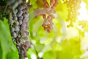 Bunch of grapes on vineyard. Table red grape with green vine leaves at sunny september day. Autumn harvest of grapes for making