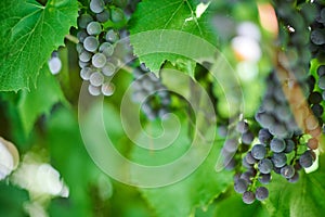 Bunch of grapes on vineyard. Table red grape with green vine leaves at sunny september day. Autumn harvest of grapes for making