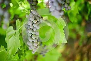 Bunch of grapes on vineyard. Table red grape with green vine leaves at sunny september day. Autumn harvest of grapes for making