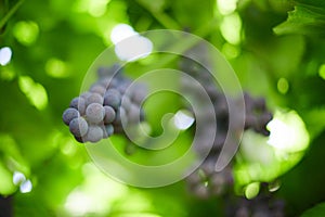 Bunch of grapes on vineyard. Table red grape with green vine leaves at sunny september day. Autumn harvest of grapes for making