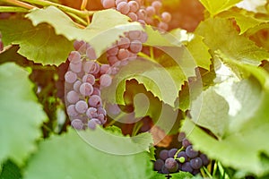 Bunch of grapes on vineyard. Table red grape with green vine leaves at sunny september day. Autumn harvest of grapes for making