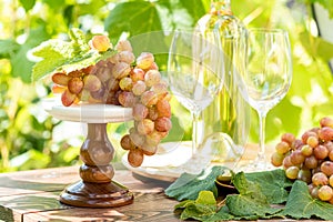 Bunch of grapes with water drops on the table. Sunny garden with vineyard background