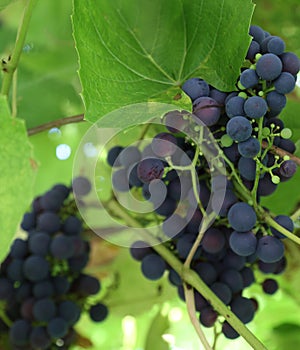 Bunch of grapes. Wine grapes at wineyard.