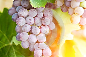 A bunch of grapes for wine growing on a grape farm in the summer under the sunshine. Agriculture and winemaking concept.