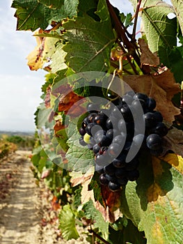 BUNCH OF GRAPPES IN AUTUMN