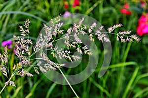 Bunch grass Calamagrostis arundinacea in the forest