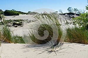 A bunch of grass on sand dunes on a sunny summer day. sand dunes and grass. The sea grass sways in the breeze.