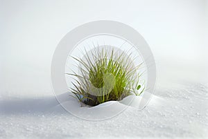 Bunch of grass sprouting from under the snow