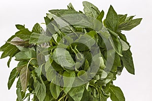 Bunch of Green Amaranth leaves