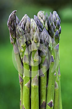 Bunch of Green Asparagus