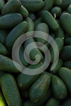 Bunch of green Avocados. Close up good for background