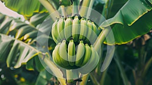 Bunch of Green Bananas.AI generated image