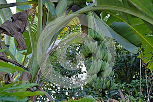 The Bunch of green bananas in the garden. Agricultural plantation