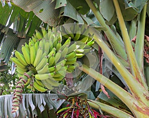 Bunch of green bananas growing in tropics